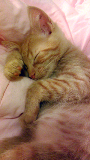 Mikey Sleeping.jpg